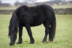 Equids Prints: Horse, Dales Pony adult, grazing in pasture, Cumbria, England, November