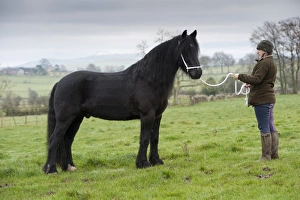 Woman Prints: Horse, Dales Pony stallion, standing in pasture