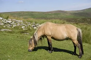 Moor Land Prints: Horse, Dartmoor Pony, adult, grazing on moorland habitat