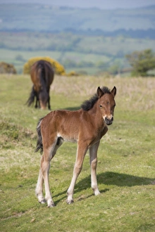 Mare Prints: Horse, Dartmoor Pony, foal, standing on moorland