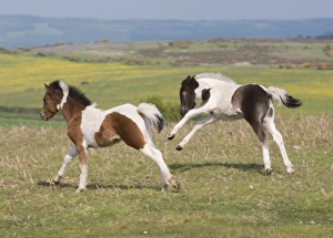Galloping Prints: Horse, Dartmoor Pony, two foals, galloping on moorland, Dartmoor, Devon, England, June