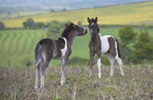 Interacting Prints: Horse, Dartmoor Pony, two foals, interacting on moorland, Dartmoor, Devon, England, June