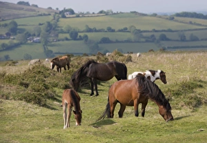 Mare Prints: Horse, Dartmoor Pony, mares and foals, grazing on moorland, Dartmoor, Devon, England, June
