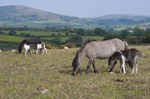 Horse, Dartmoor Pony, mares and foals, grazing on moorland, Dartmoor, Devon, England, June