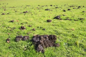 Paddock Prints: Horse, droppings in pasture, Bacton, Suffolk, England, october