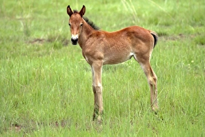 Horse Prints: Horse (Equus) Young foal, South Africa