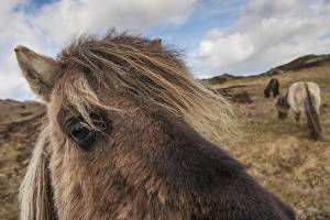 Mare Prints: Horse, Eriskay Pony, mare, close-up of head