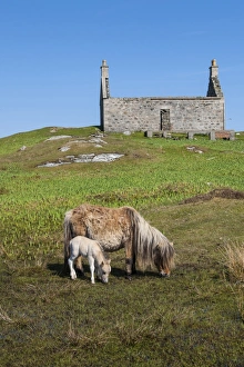 Mare Prints: Horse, Eriskay Pony, mare with newborn colt