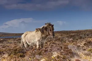 Mare Prints: Horse, Eriskay Pony, mare, standing in moorland habitat