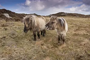 Mare Prints: Horse, Eriskay Pony, two mares