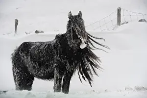 Equids Prints: Horse, Fell Pony, adult, standing on snow covered moorland during snowstorm