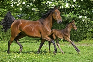 Horse Prints: Horse, French Trotter, mare and foal, trotting in paddock, Normandy, France