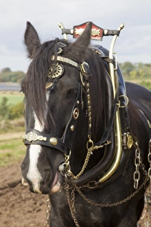Equids Prints: Horse, Heavy Horse, adult, close-up of head