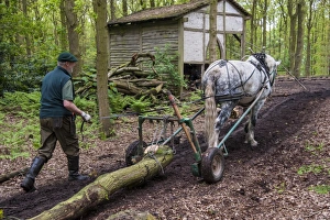 Equids Prints: Horse, heavy horse, adult, used for forestry work