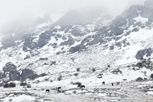 Bulagian Prints: Horse, herd standing in snow covered mountain habitat, Bulgaria, january