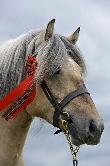 Equids Prints: Horse, Highland Pony, adult, close-up of head