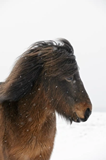 Equids Prints: Horse, Icelandic Pony, adult, close-up of head