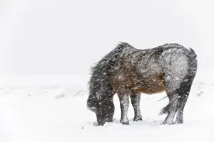 Equids Prints: Horse, Icelandic Pony, adult, grazing on snow during blizzard