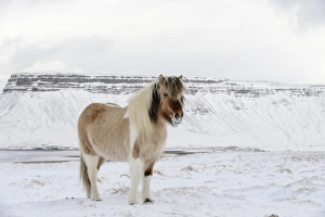 Equids Prints: Horse, Icelandic Pony, adult, standing on snow, Snaefellsnes, Vesturland, Iceland, March