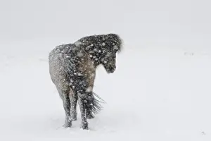 Horse, Icelandic Pony, adult, standing on snow during blizzard, Snaefellsnes, Vesturland, Iceland, March