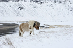 Equids Prints: Horse, Icelandic Pony, adult, walking on snow at coast