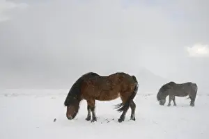 Equids Prints: Horse, Icelandic Pony, two adults