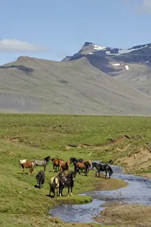 Equids Prints: Horse, Icelandic Pony, adults, herd standing beside stream on tundra, Iceland, July