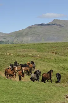 Equids Prints: Horse, Icelandic Pony, adults, herd trotting on tundra, Iceland, July