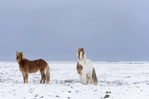 Horse, Icelandic Pony, two adults, standing on snow, Snaefellsnes, Vesturland, Iceland, March