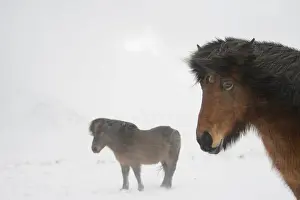 Horse, Icelandic Pony, two adults, standing on snow during blizzard, Snaefellsnes, Vesturland, Iceland, March