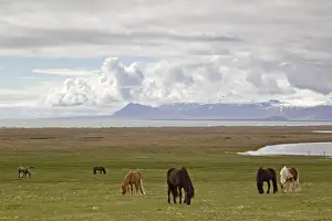 Equids Prints: Horse, Icelandic Pony, herd grazing on coastal pasture