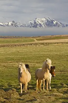 Equids Prints: Horse, Icelandic Pony, herd standing on coastal pasture, near Husavik, Iceland, May