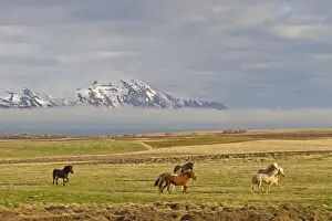 Equids Prints: Horse, Icelandic Pony, herd trotting on coastal pasture, near Husavik, Iceland, May