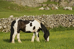 Stone Prints: Horse, Irish Cob (Gypsy Pony), adult