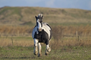 Galloping Prints: Horse, Irish Cob (Gypsy Pony), adult, galloping in pasture, Norfolk, England, December