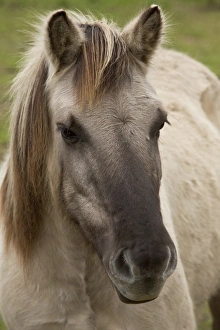Equids Prints: Horse, Konik, adult, close-up of head, Lascaux, Dordogne, France, November