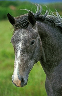 Horse Prints: Horse, Lipizzaner, adult, close-up of head, France