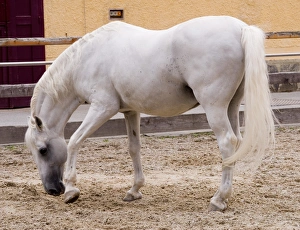 Horse, Lippizaner, elderly stallion, pawing at ground, in retirement at national stud, Piber, Steiermark, Austria