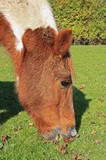 Mare Prints: Horse, mare, close-up of head, grazing in pasture, Bacton, Suffolk, England, october