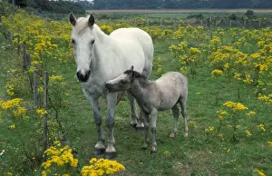 Mare Prints: Horse, mare and foal, standing in field with Ragwort (Senecio sp)