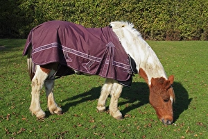 Mare Prints: Horse, mare, grazing in pasture, wearing turnout rug, Bacton, Suffolk, England, october