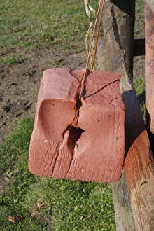 Horse mineral block hanging from fence in paddock, Suffolk, England, October