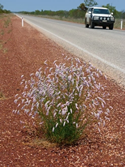 Cars Prints: Horse Mulla Mulla (Ptilotus schwartzii) flowering