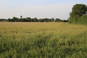 Sports Prints: Horse paddock with long grass and hedgerow, Bacton, Suffolk, England, june