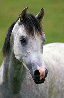 Horse, Shagya, adult, close-up of head, France