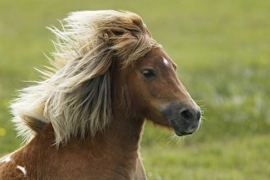 Manes Prints: Horse, Shetland Pony, adult, close-up of head