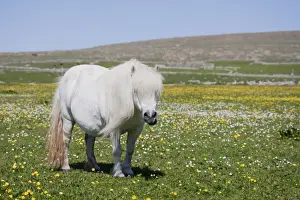 Grey Prints: Horse, Shetland Pony, adult, grazing in meadow with wildflowers