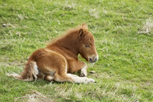 Shetland Prints: Horse, Shetland Pony, foal, resting in pasture, Shetland Islands, Scotland, June