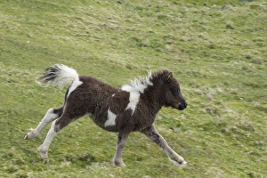 Running Prints: Horse, Shetland Pony, foal, running in pasture, Shetland Islands, Scotland, June