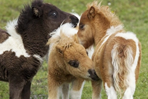 Interacting Prints: Horse, Shetland Pony, three foals, mutual grooming, Shetland Islands, Scotland, June